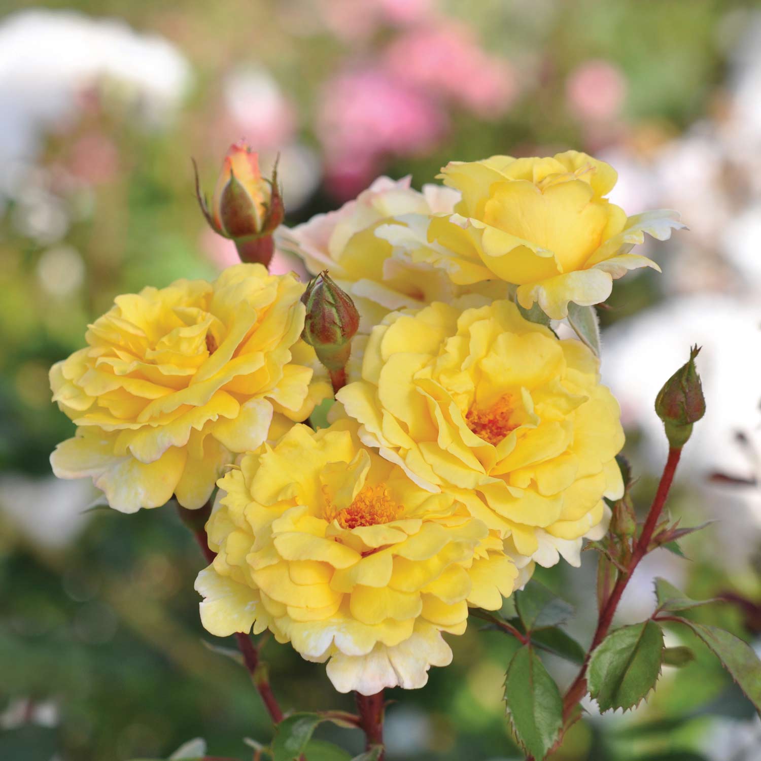 Essbare Rose 'Nadja Zerouali®'