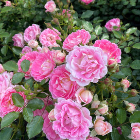 Bodendeckerrose 'Flirt 2011®'