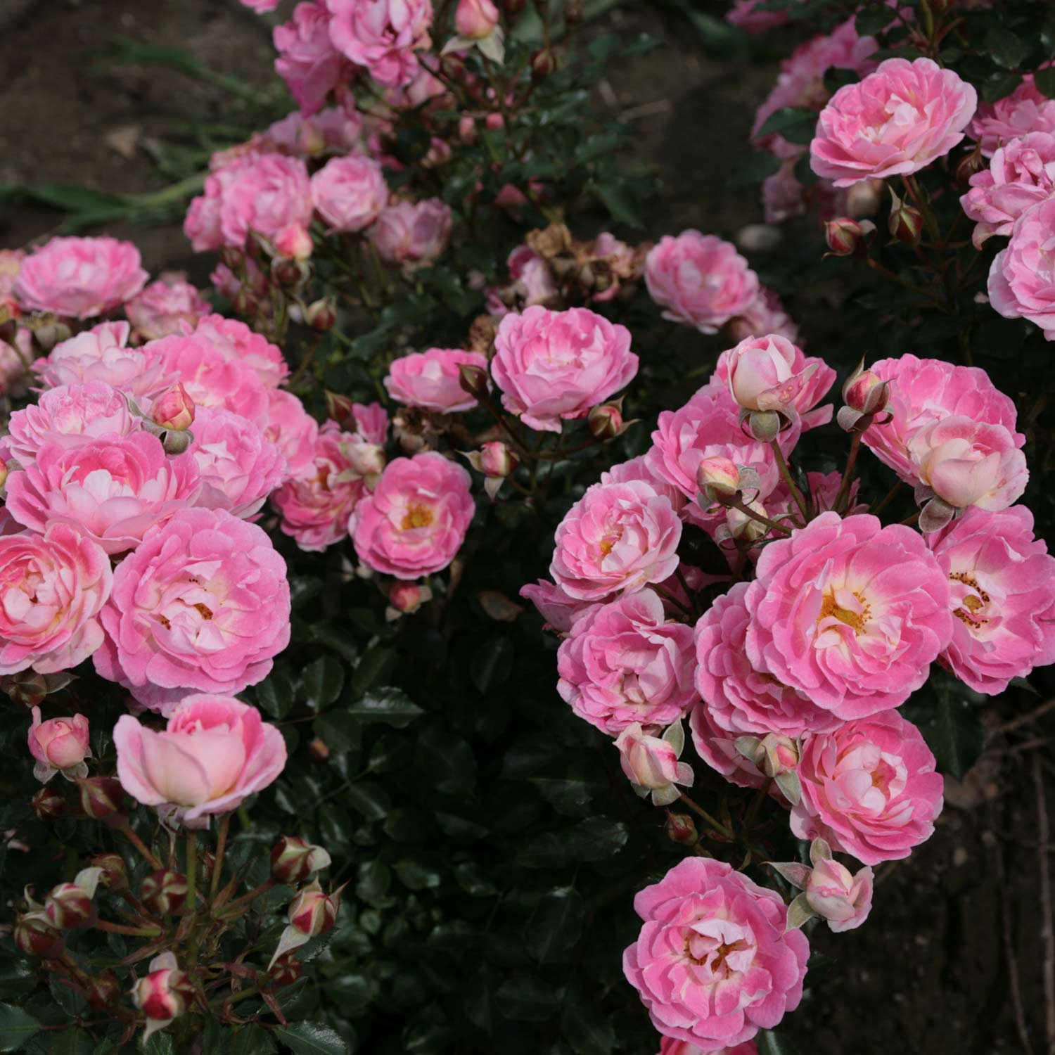 Bodendeckerrose 'Flirt 2011®'