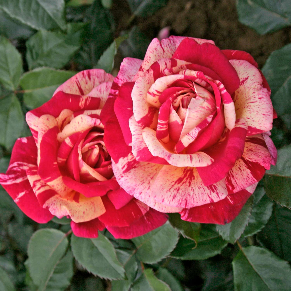 Duftende Malerrose 'Broceliande'