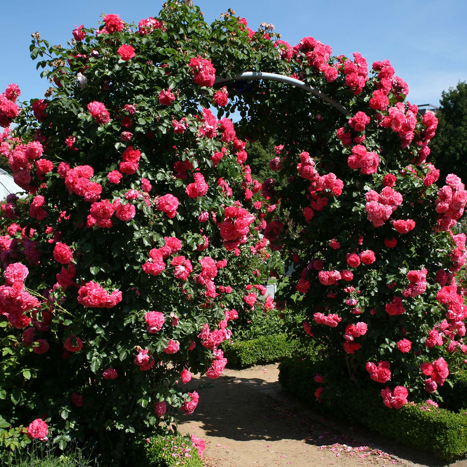 Kletterrose 'Rosarium Uetersen®'