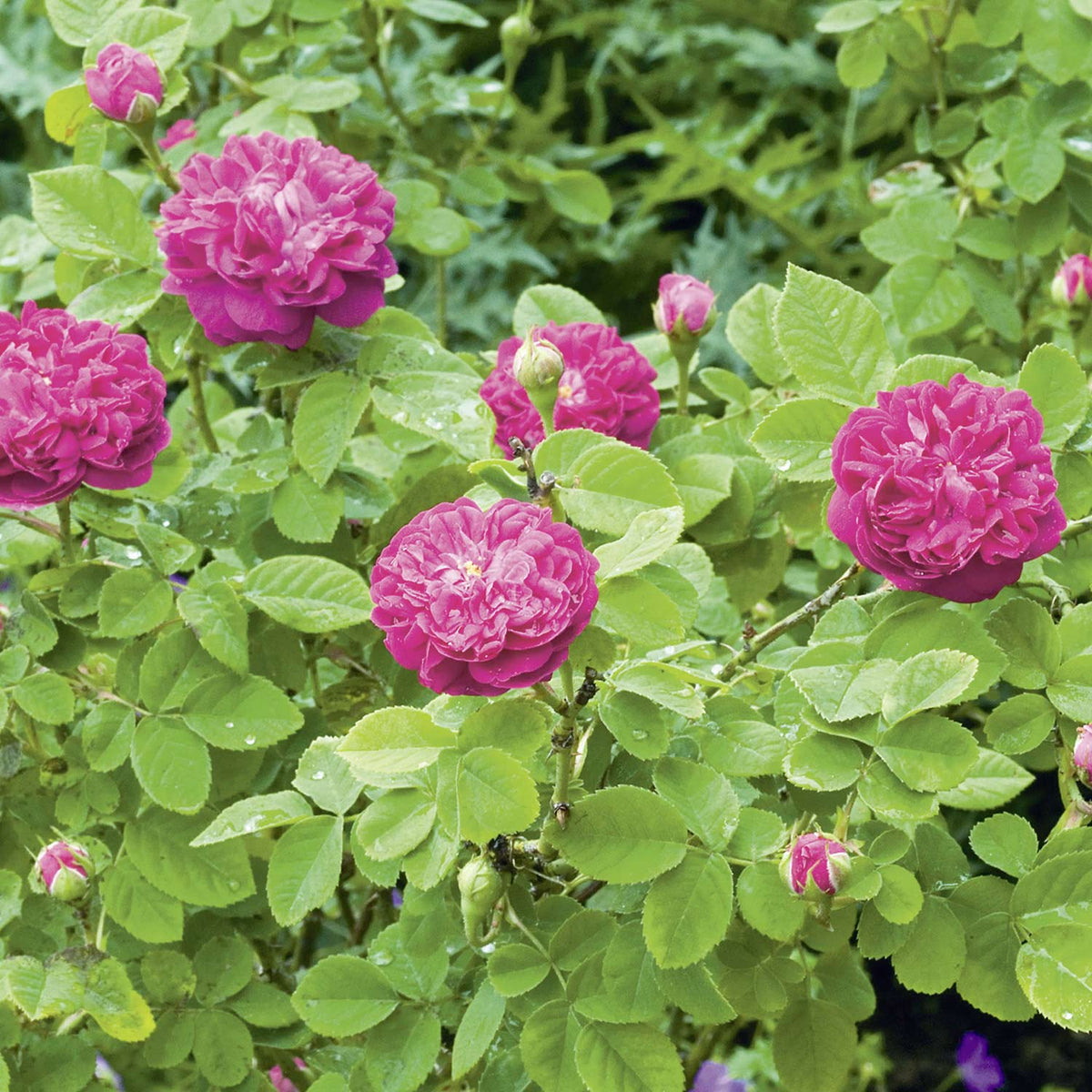 Historische Strauchrose 'Rose de Resht®'