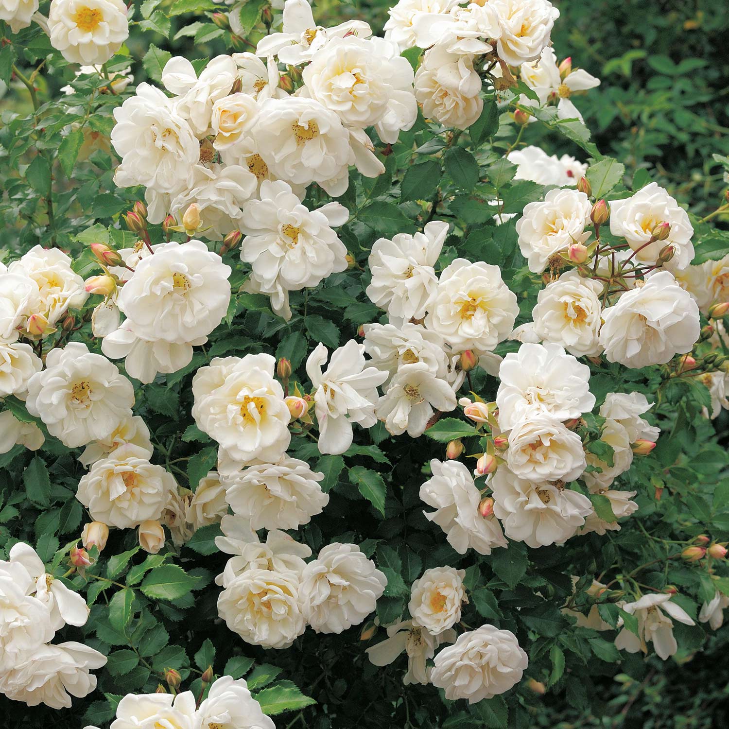 Bodendeckerrose 'Diamant®' - ADR-Rose