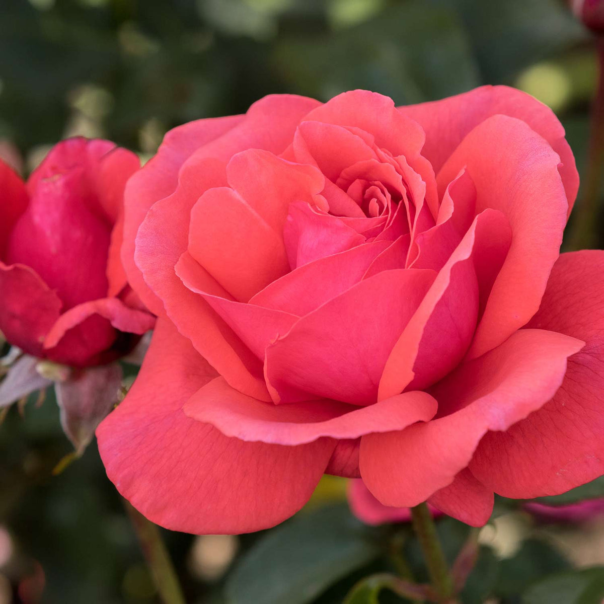 Edelrose 'Duftwolke®'