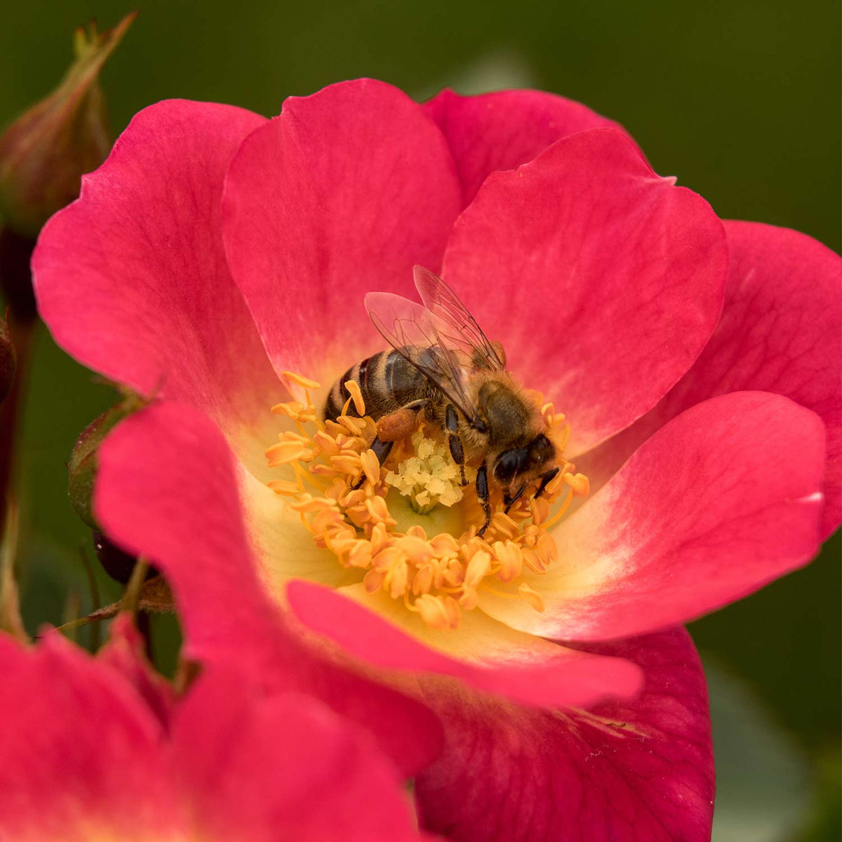 Beetrose 'Bienenweide Bicolor®'