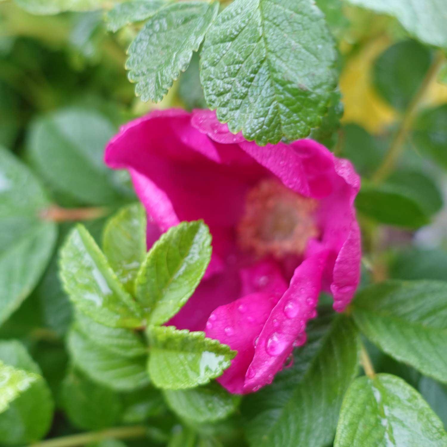 Hagebutte / Syltrose / Apfelrose