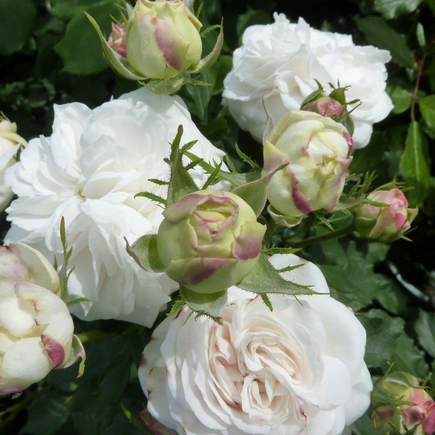 Nostalgische Rose 'Boule de Neige'