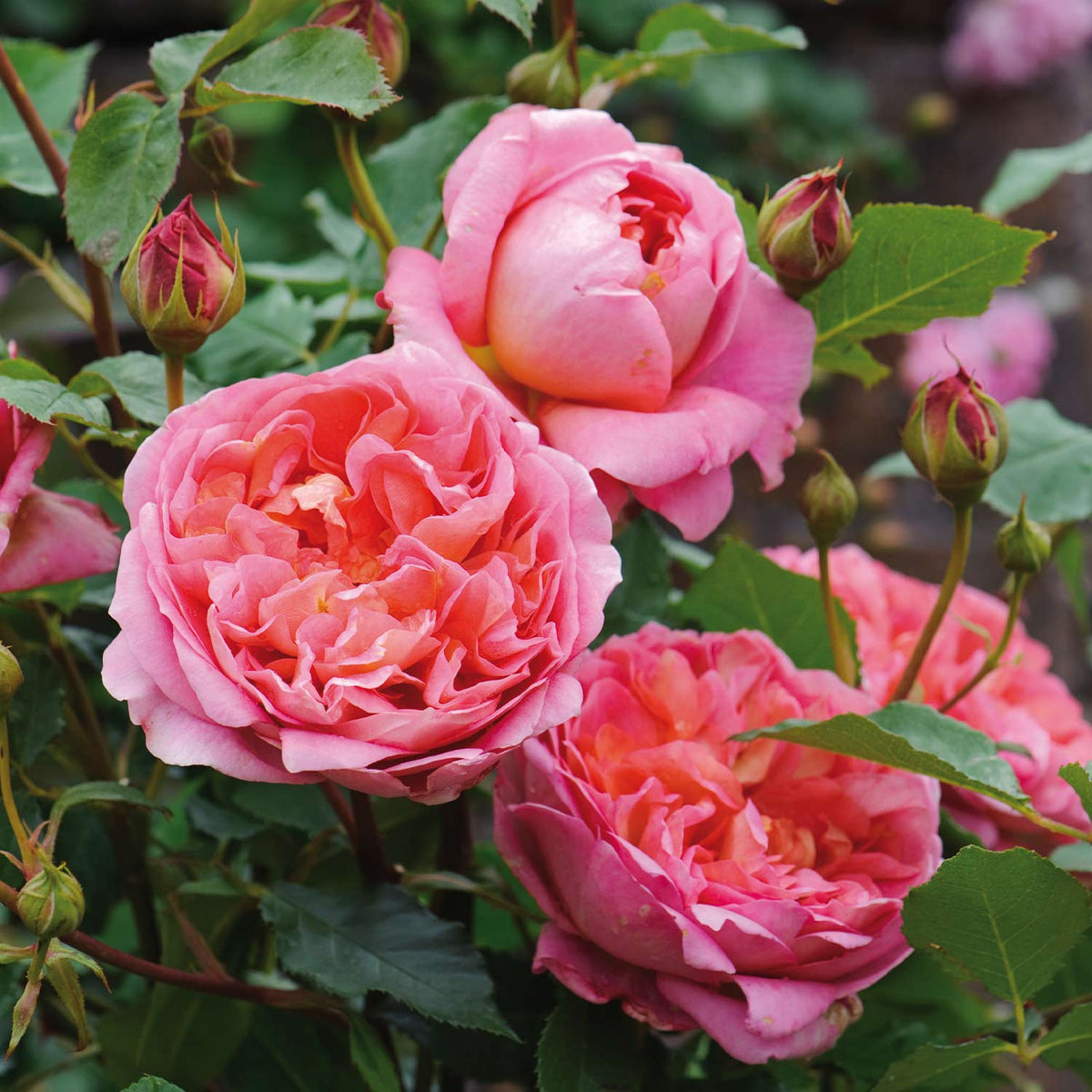 David Austin-Rose 'Boscobel'