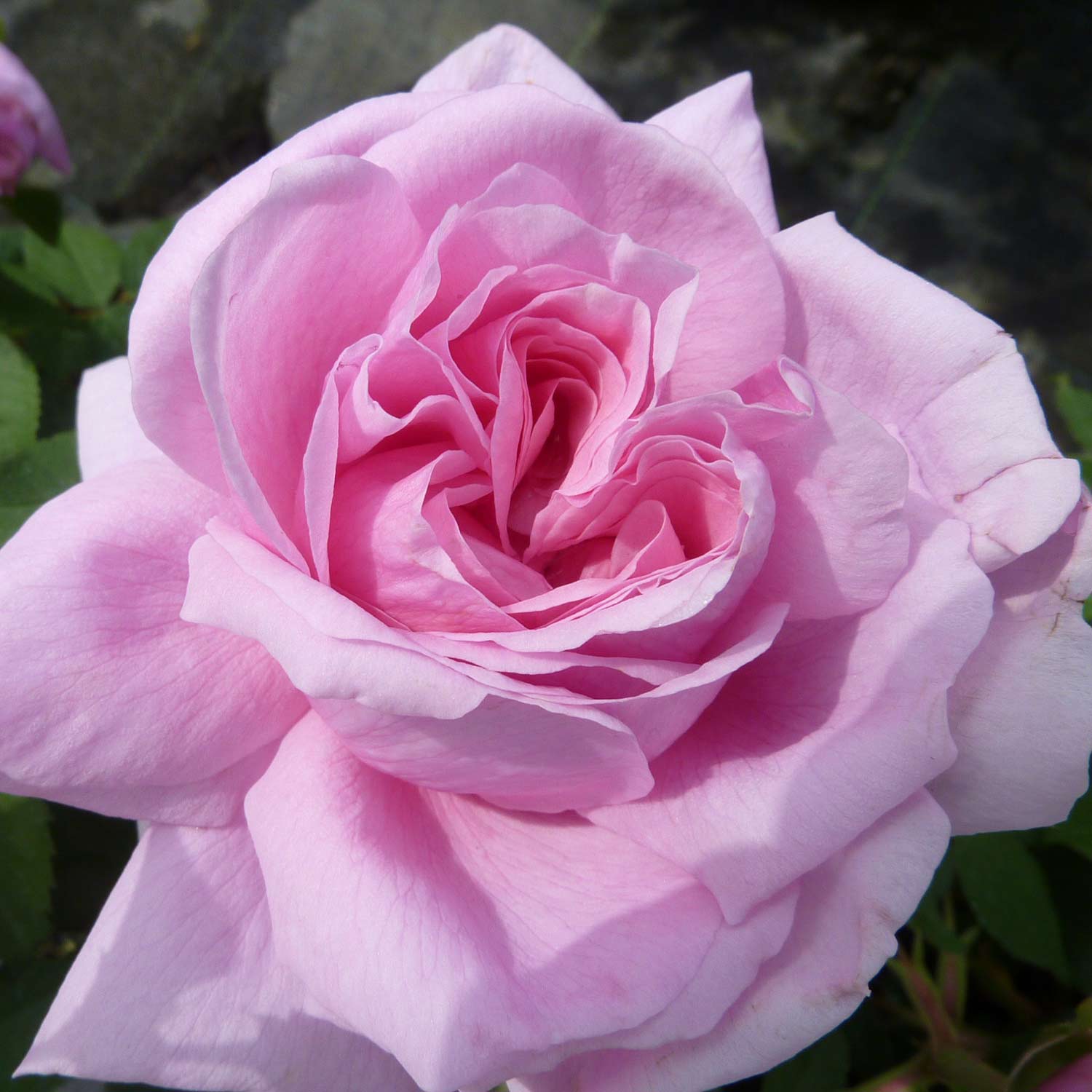 Historische Rose 'Comte de Chambord'