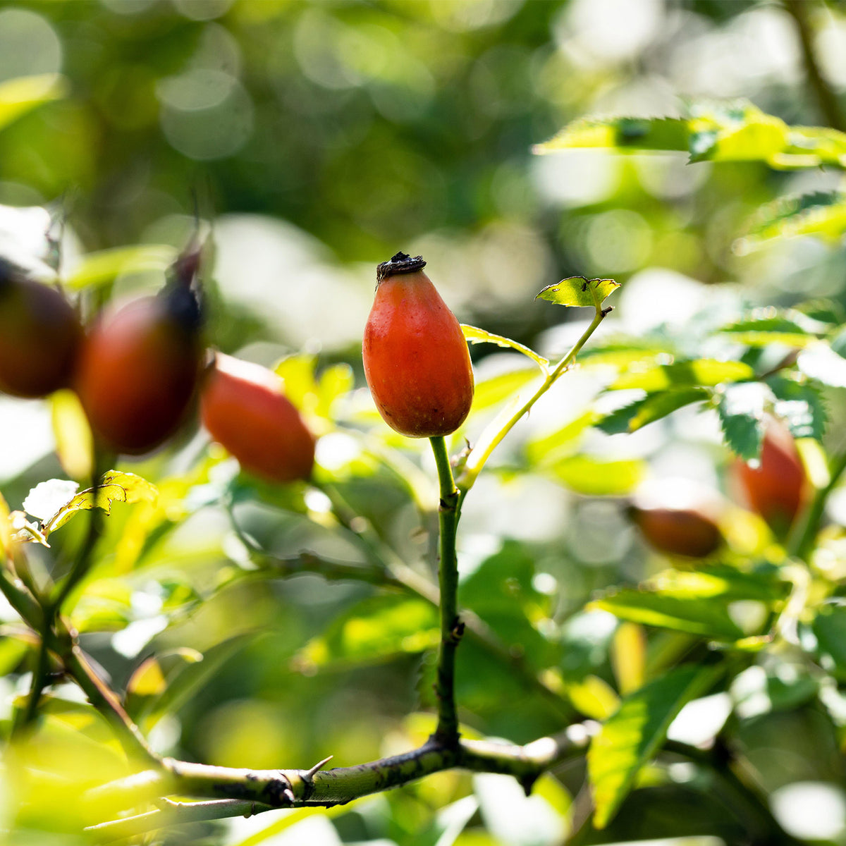 Rosa Canina,  Hundsrose