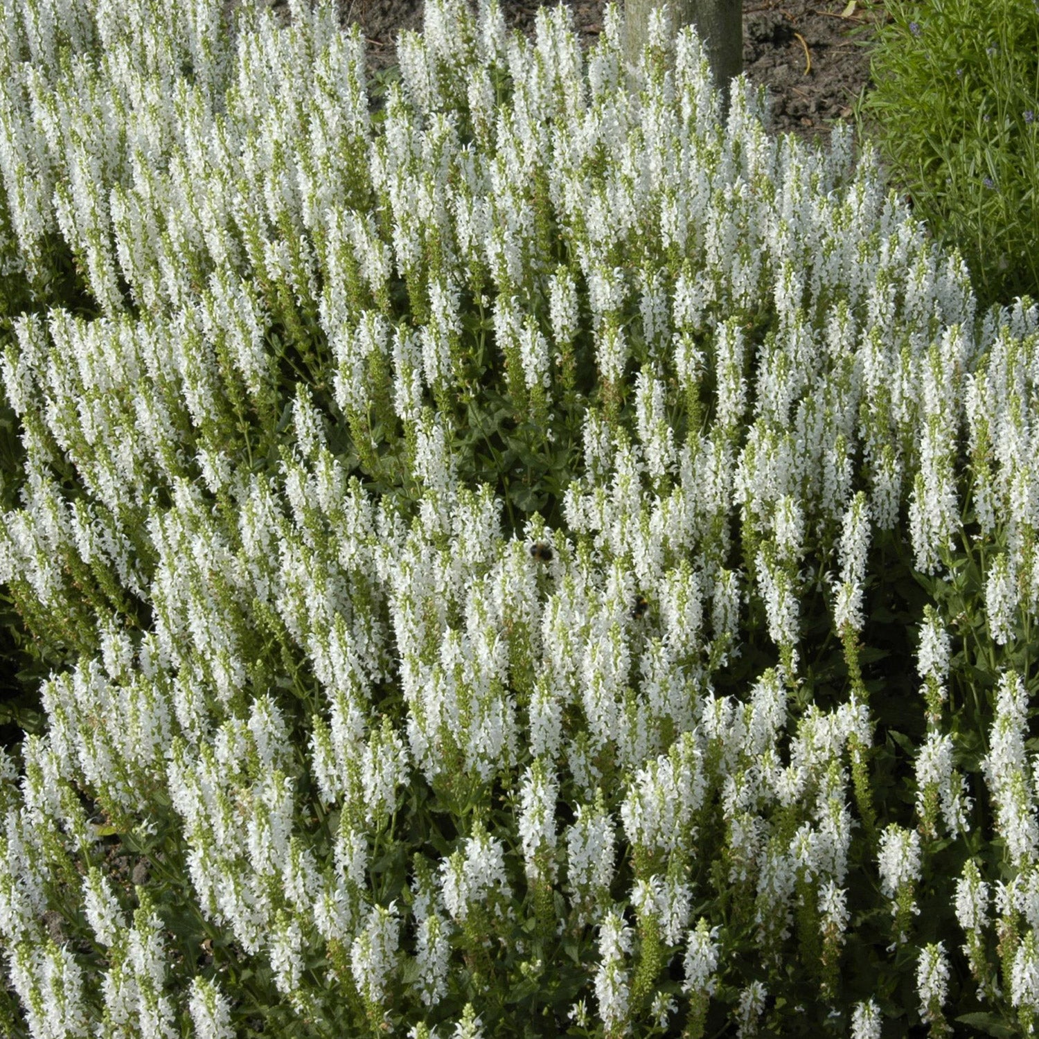 Blüten-Salbei 'Schneehügel'