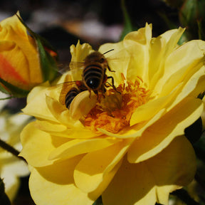 Beetrose 'Bienenweide Gelb®'