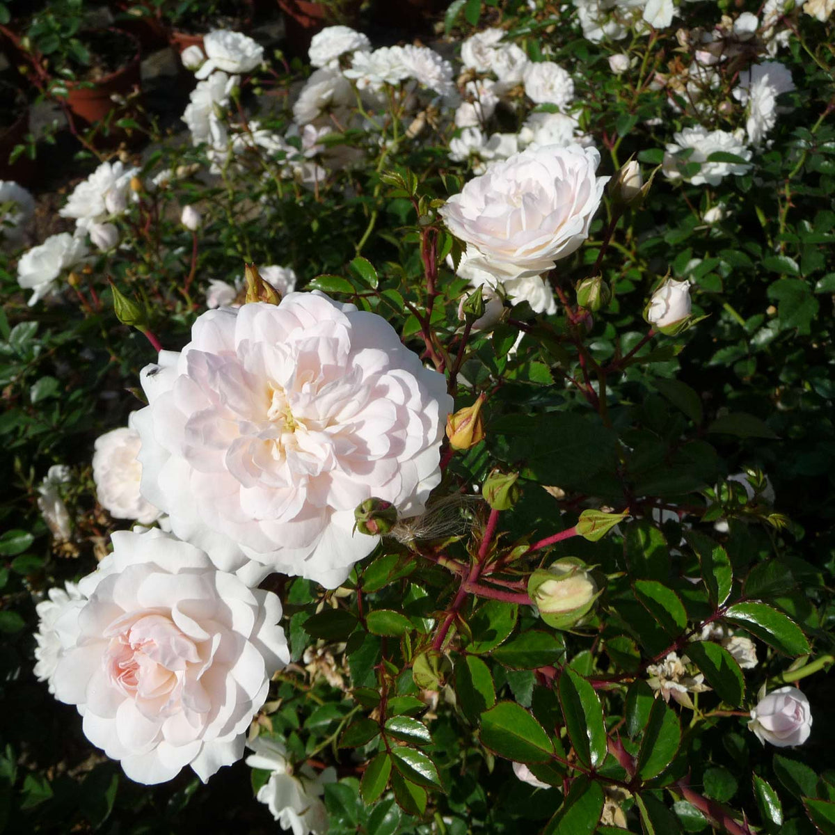 Bodendeckerrose 'The Fairy White' / 'Sea Foam'