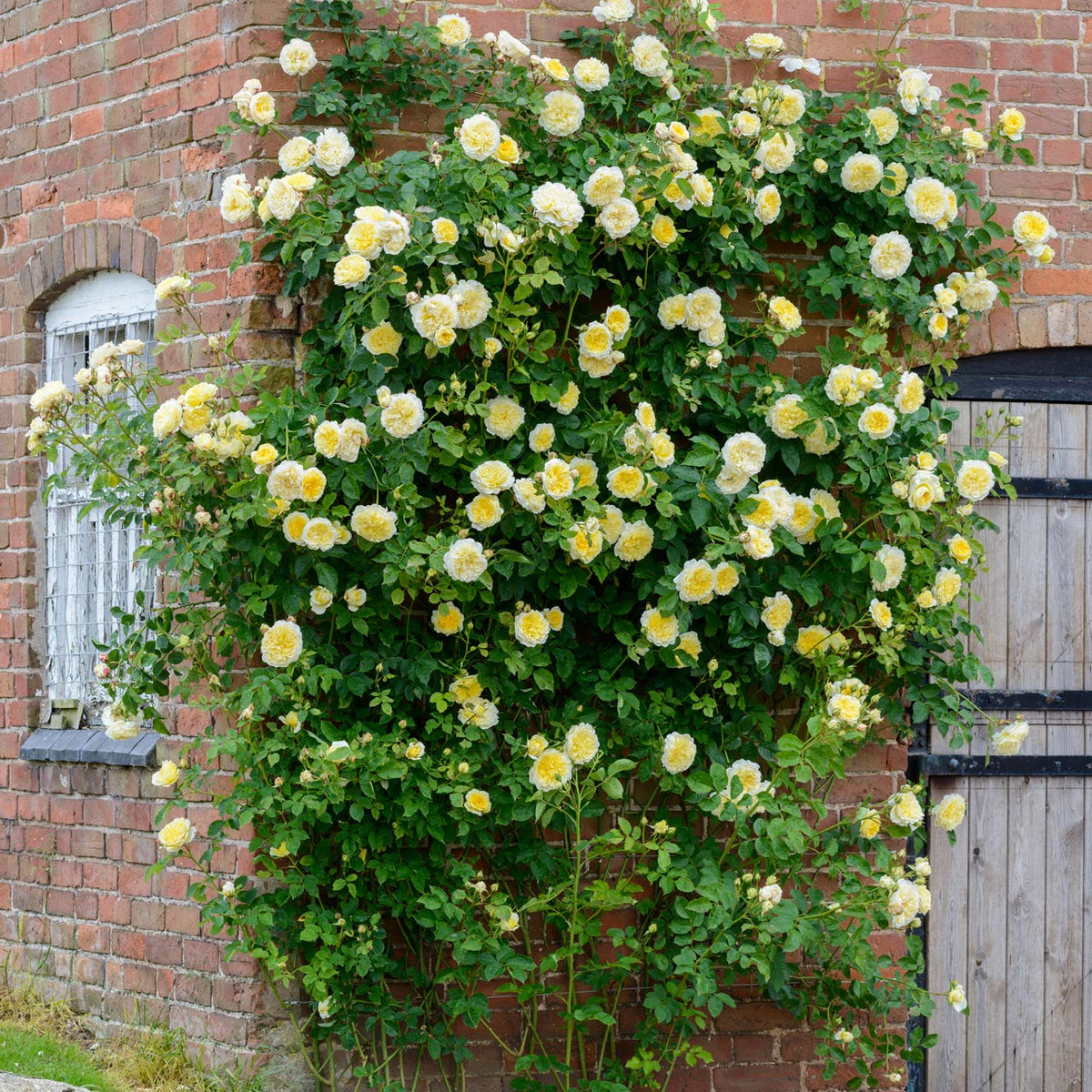 David Austin-Kletterrose 'The Pilgrim®' - AGM-Rose