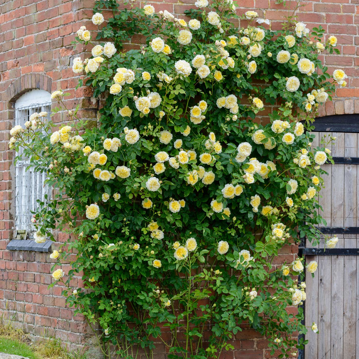 David Austin-Kletterrose 'The Pilgrim®' - AGM-Rose