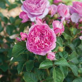 Essbare Rose 'Renée van Wegberg®'