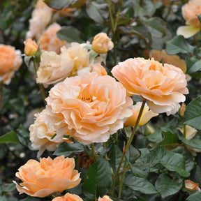 Essbare Rose 'Mystic®'