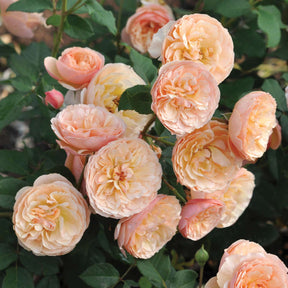 Essbare Rose 'Eveline Wild®'