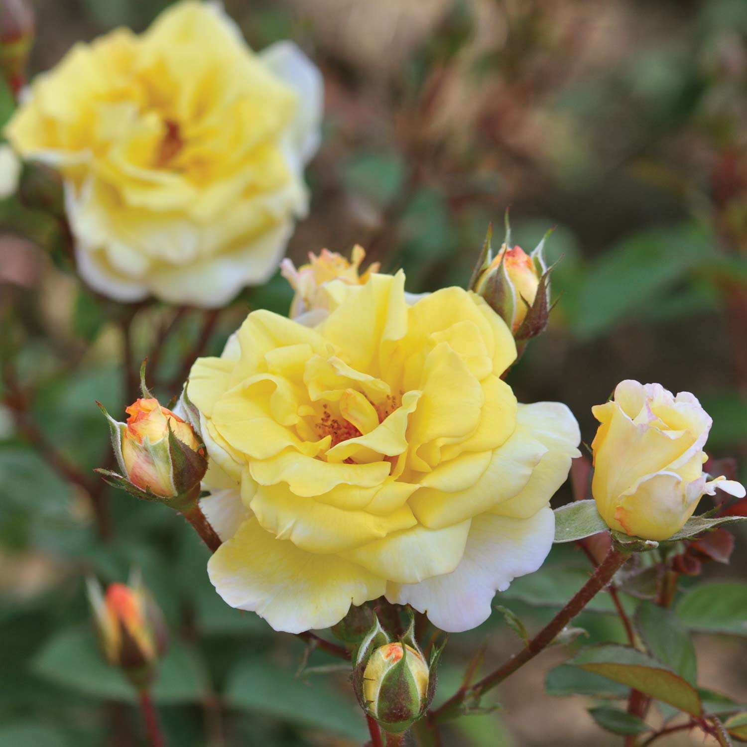 Essbare Rose 'Nadja Zerouali®'