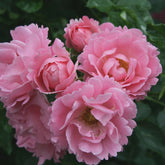 Bodendeckerrose 'Sommerwind®'