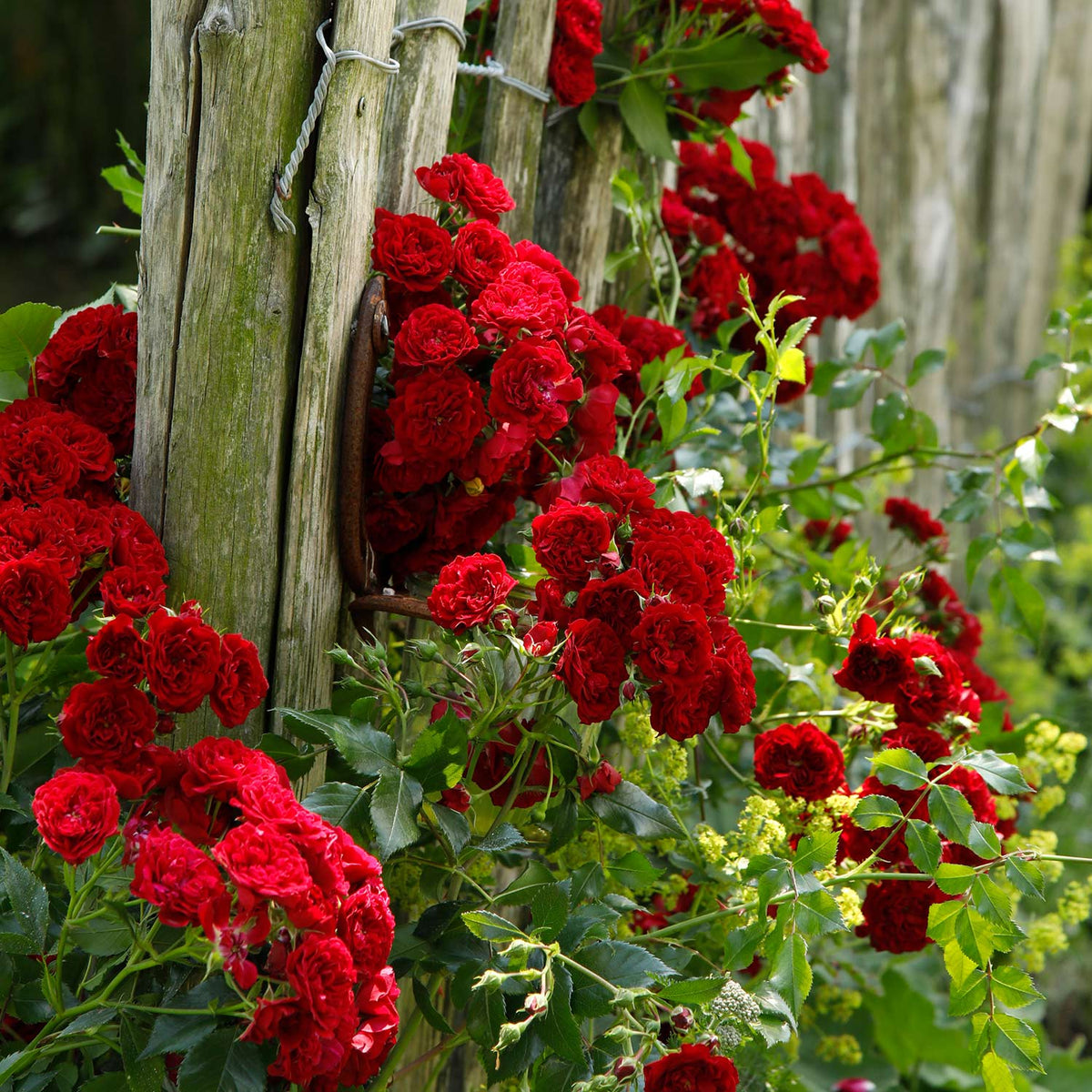 Kletterrose 'Crimson Siluetta®'