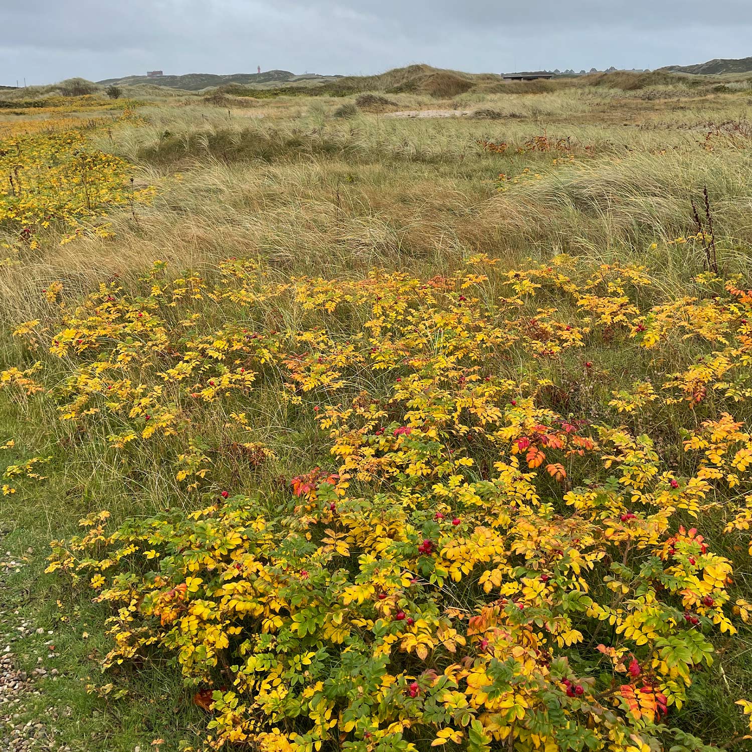 Hagebutte / Syltrose / Apfelrose