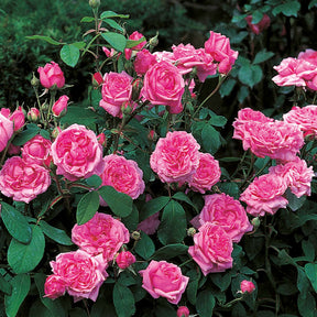 Historische Rose 'Comte de Chambord'