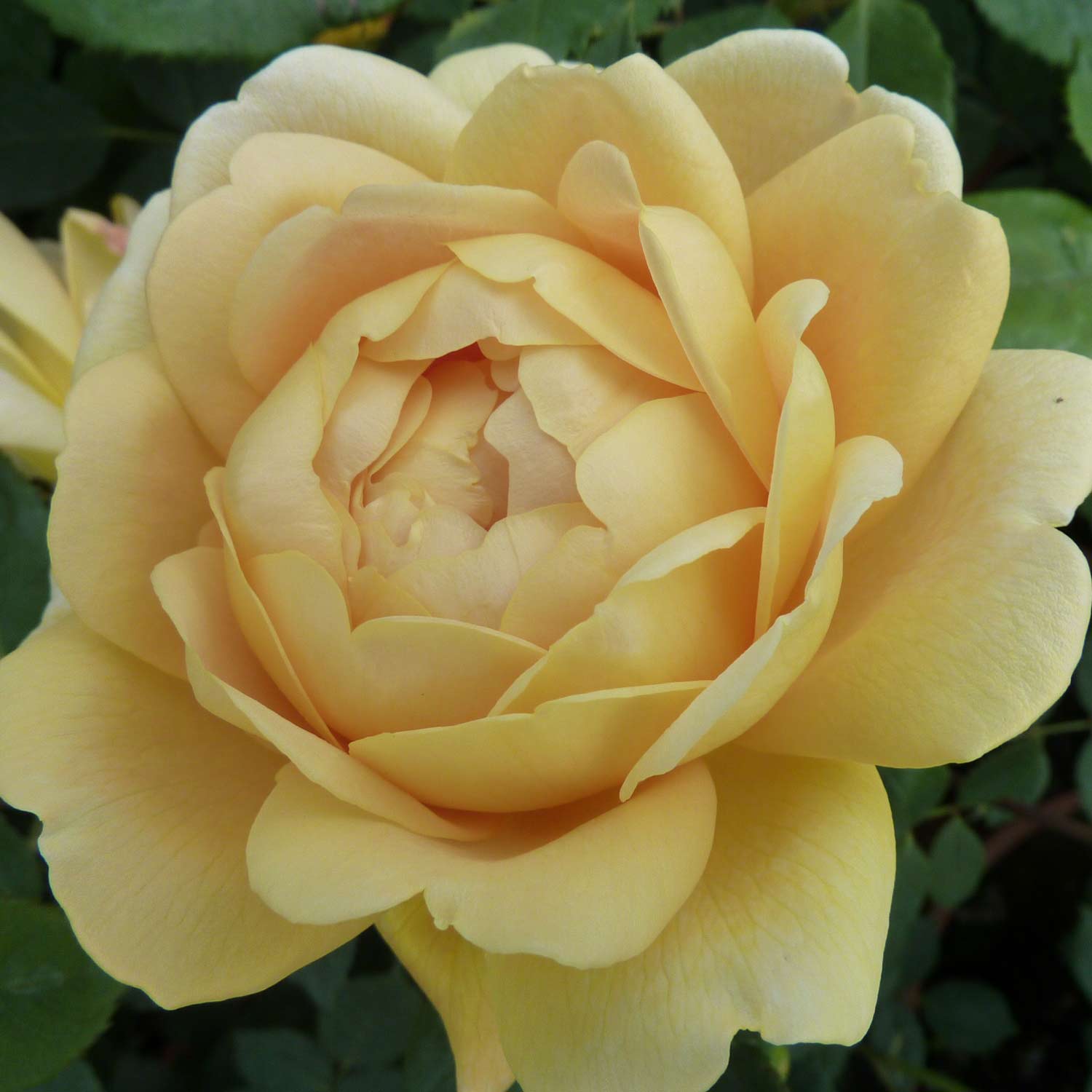 David Austin-Rose 'Golden Celebration®' - AGM-Rose