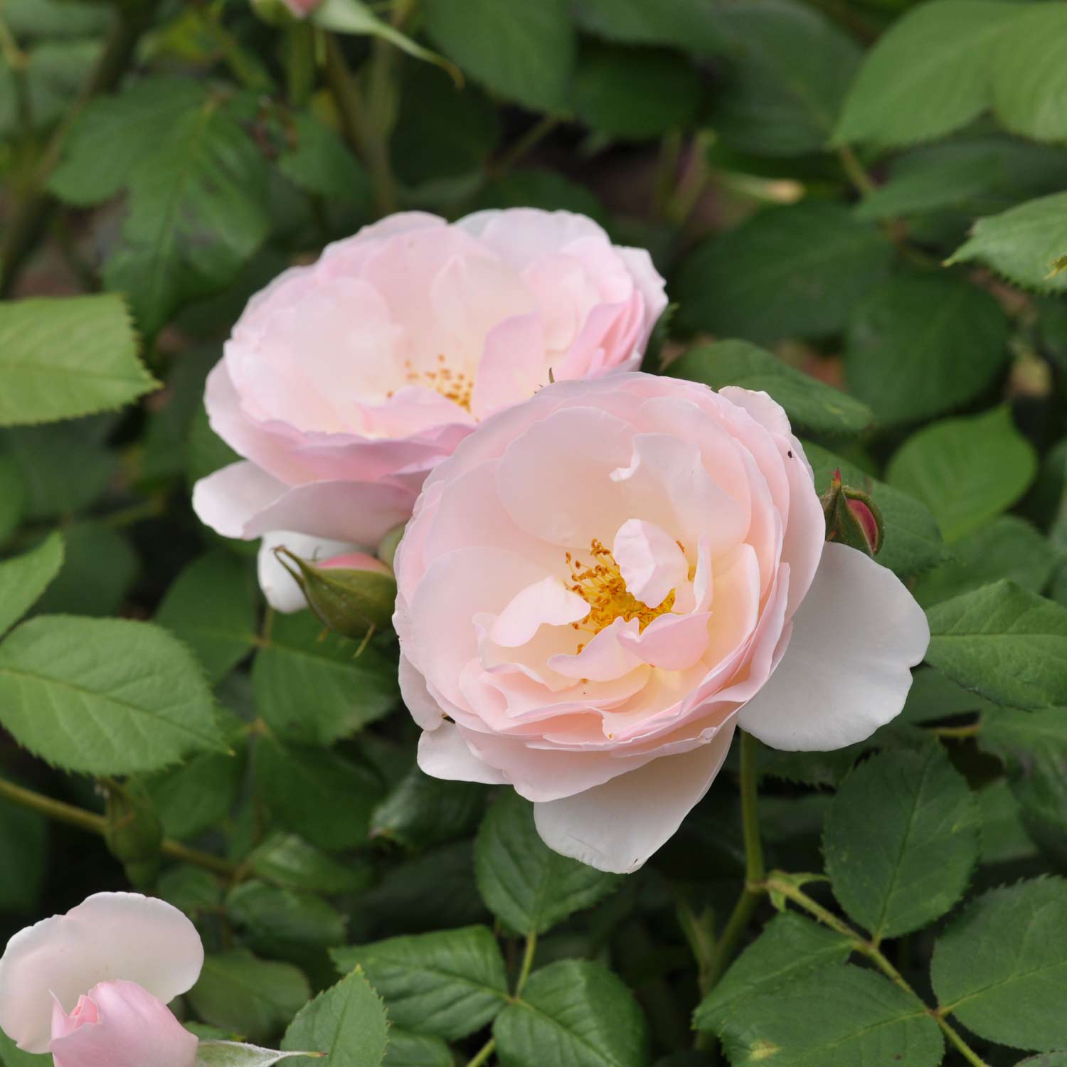 Essbare Rose 'Pear'