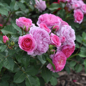 Essbare Rose 'Renée van Wegberg®'