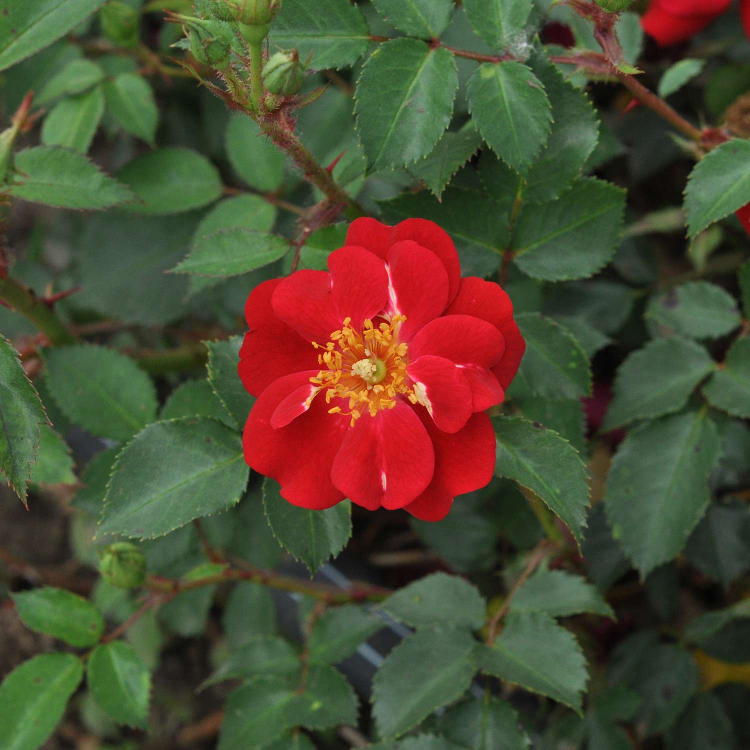 Essbare Rose 'Decoration®'