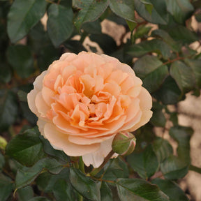 Essbare Rose 'Mystic®'