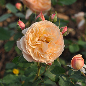 Essbare Rose 'Eveline Wild®'