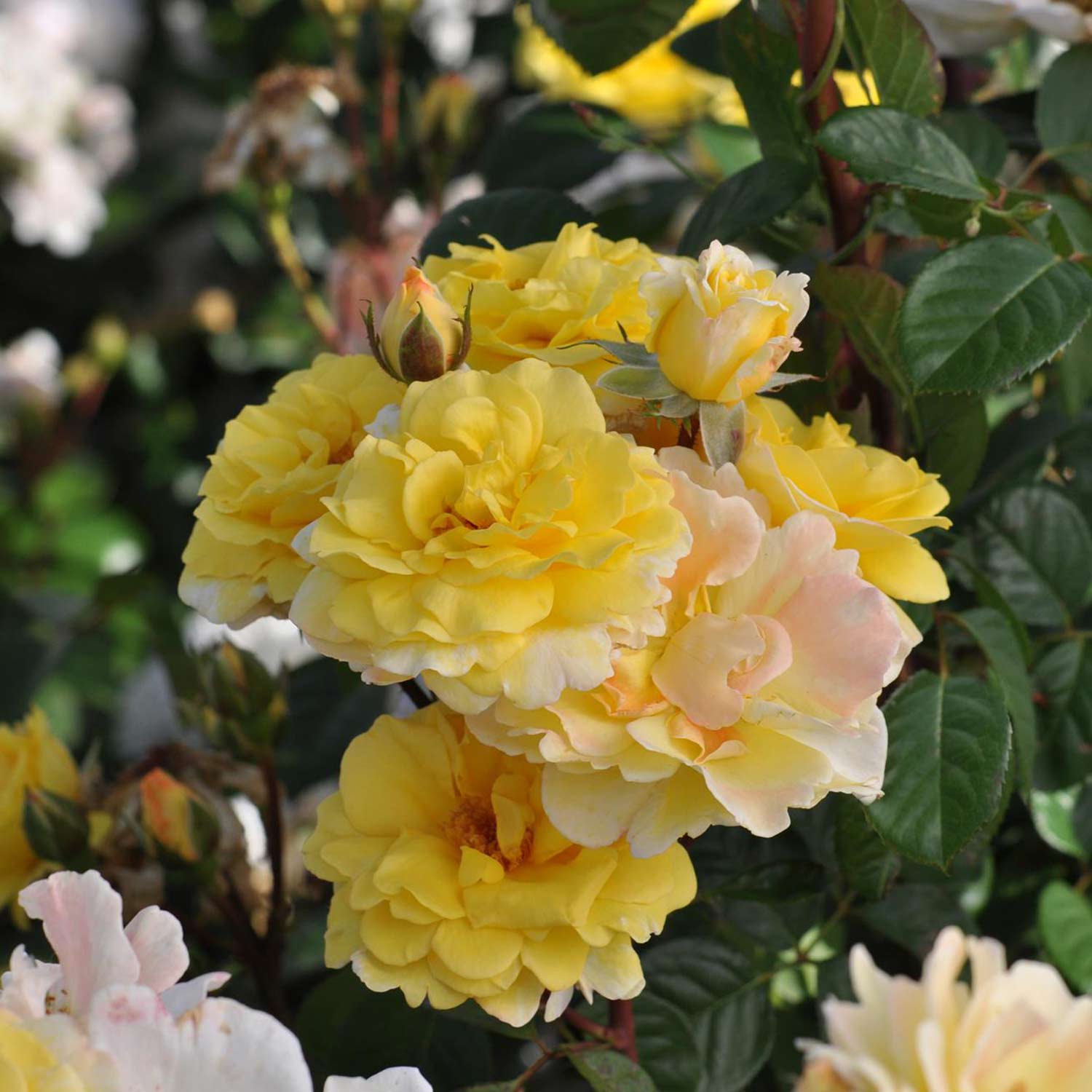 Essbare Rose 'Nadja Zerouali®'