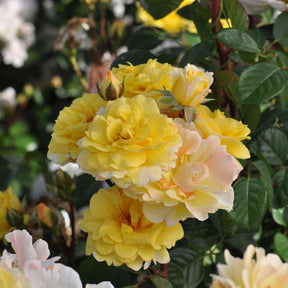 Essbare Rose 'Nadja Zerouali®'