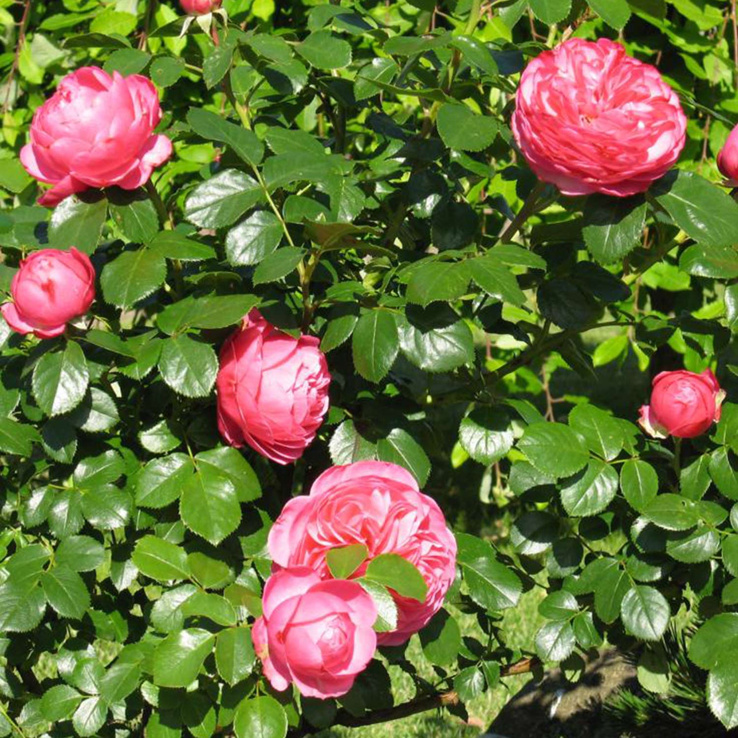 Nostalgische Strauchrose 'Sansibar'