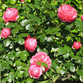 Nostalgische Strauchrose 'Sansibar'