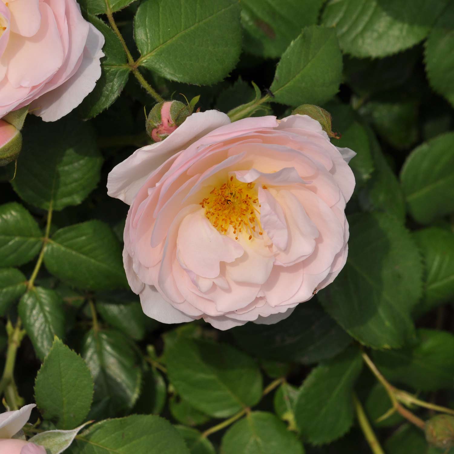 Essbare Rose 'Pear'