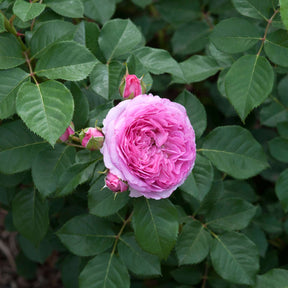 Essbare Rose 'Renée van Wegberg®'