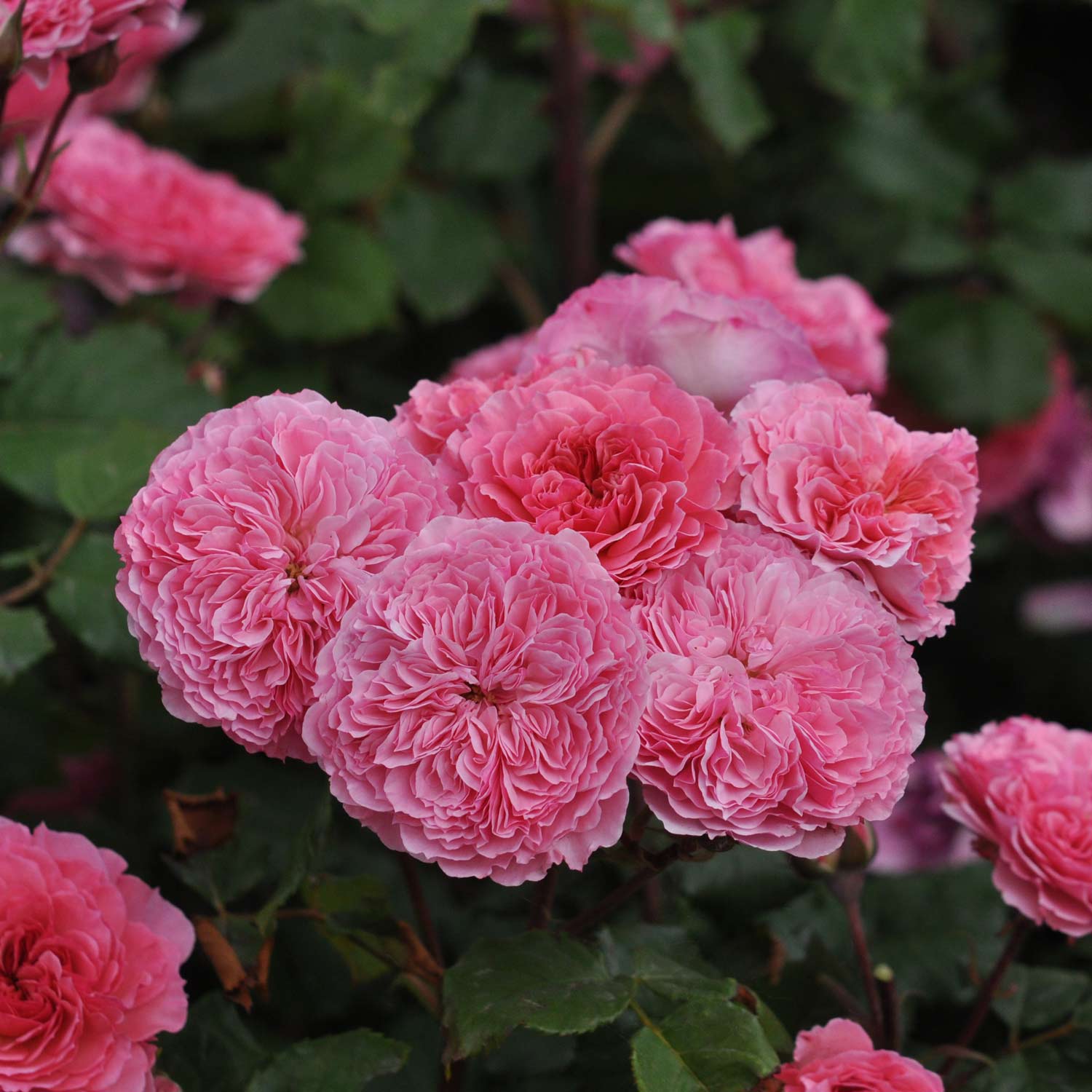 Essbare Rose 'Theo Clevers®'