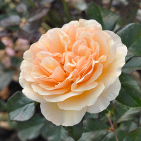 Essbare Rose 'Mystic®'