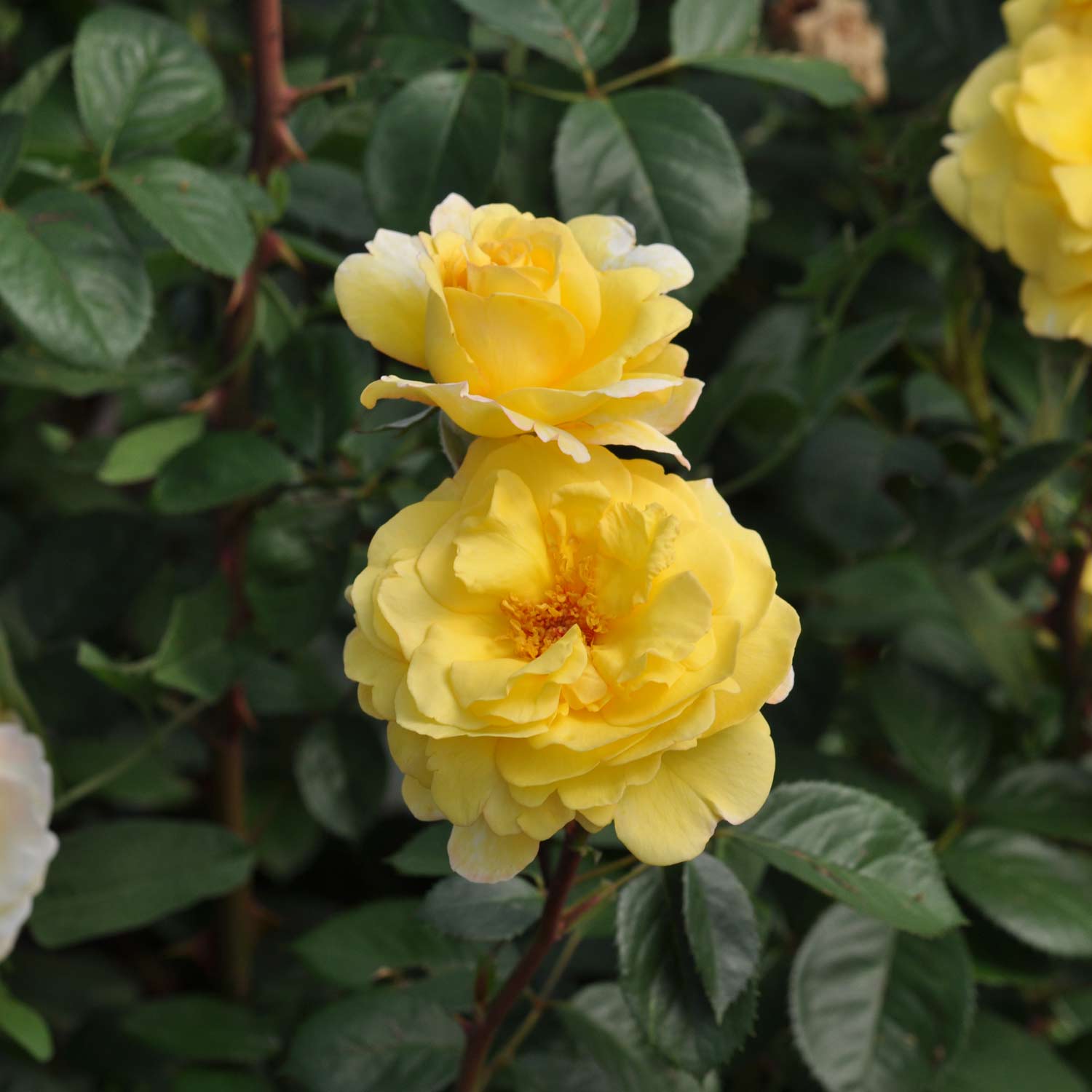 Essbare Rose 'Nadja Zerouali®'