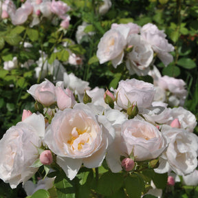 Essbare Rose 'Pear'