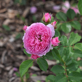 Essbare Rose 'Renée van Wegberg®'