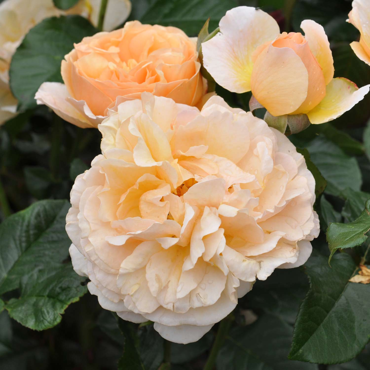 Essbare Rose 'Mystic®'